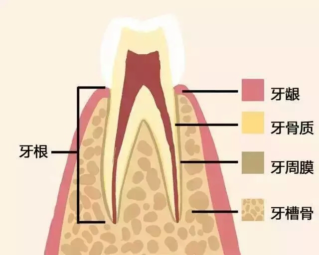 牙齒好，就是財(cái)富！